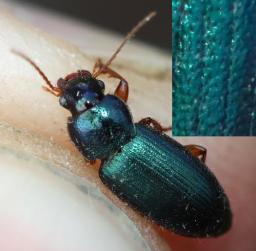 Ophonus sp.